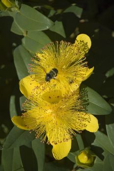 A bee pollinates a yellow flower.