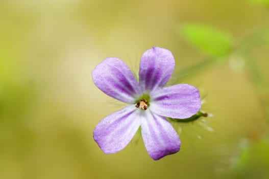 small pink flower macro shot, selective focus