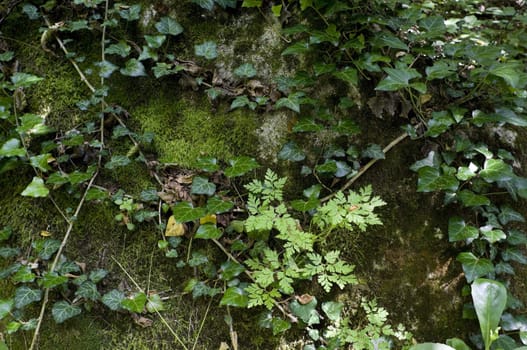 ivy leaves on the floor of forest