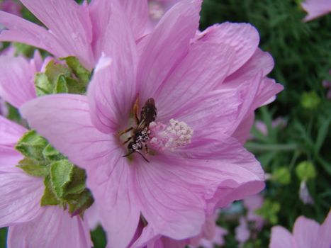 hornet on a pink flower