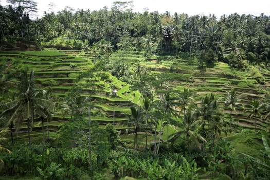 Rice terraces on Bali. Indonesia