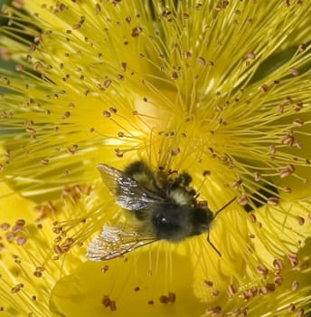 A bee pollinates a yellow flower in the Pacific Northwest.