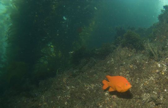 Garibaldi at Casino Point Underwater Park in Catalina