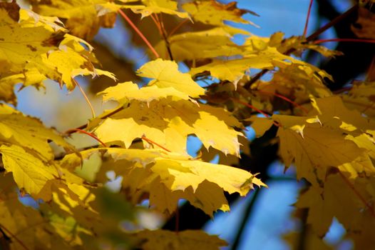 golden fall leave of a tree in a forrest on blue sky