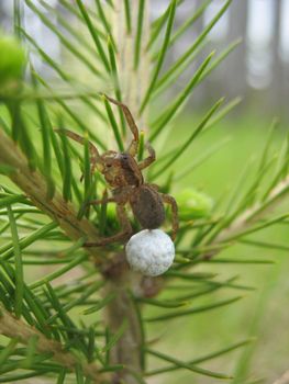 Fauna and Flora - Insect