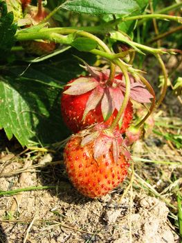 Fauna and Flora - Plants