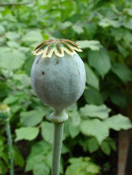Poppy head in garden