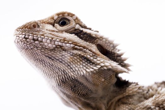 The head of a lizard. The lizard looks up - close up view