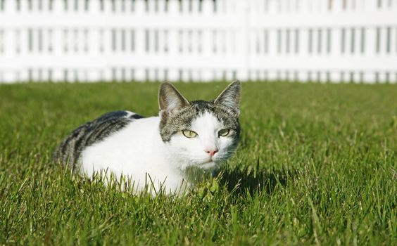 Cat resting on the lawn on a sunny summerday