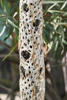 Close up of a dead cactus trunk with visible structure.