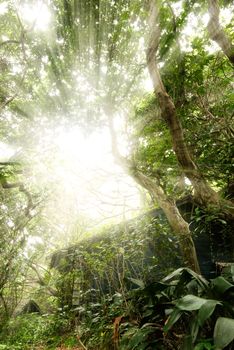 Old house with sun light through the tree in tropical forest.