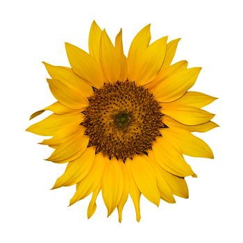 Single yellow color sunflower on white background.