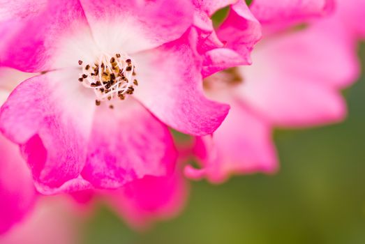 Pink flower of chrysanthemum in green garden.