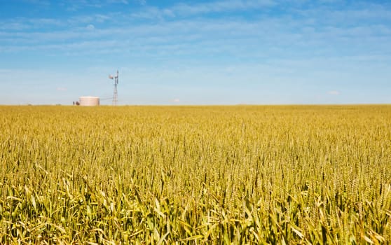 golden wheat and windmill in this field