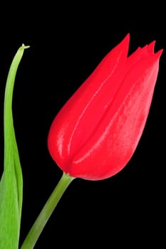 a bloom of a red tulip on the black background