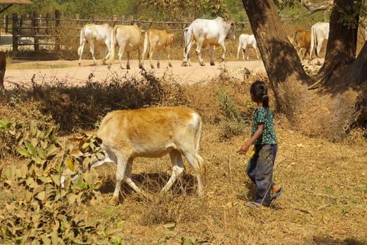 Young farmer herding cows