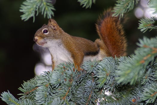 Close-up of a squirrel on a tree branch