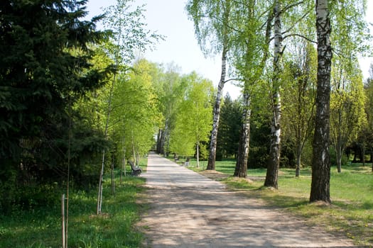 alley in a park in spring