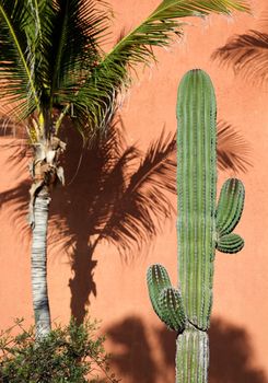 desert plants in a vacation resort in los cabos, Mexico