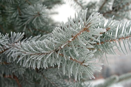 branch of fir, covered with hoar-frost macro shot