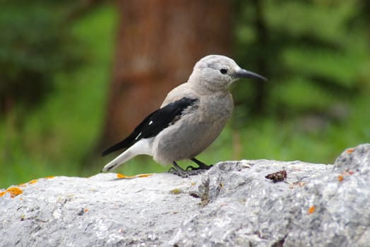 Close-up of a Clark's jay