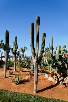 desert plants in a vacation resort in los cabos, Mexico