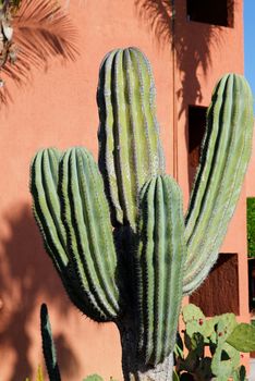 desert plants in a vacation resort in los cabos, Mexico