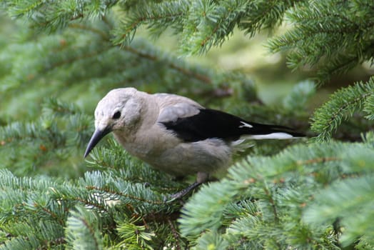 Close-up of a Clark's jay on a tree branch