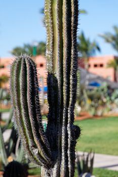 desert plants in a vacation resort in los cabos, Mexico