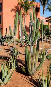 desert plants in a vacation resort in los cabos, Mexico