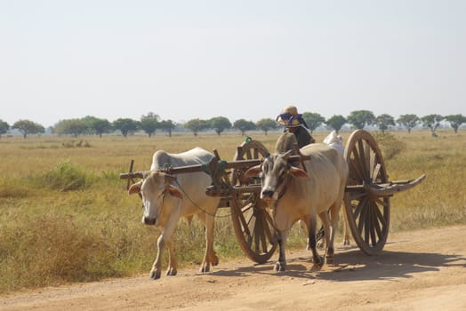 Farmer with his wooden cart
