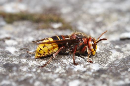 Closeup of the giant hornet