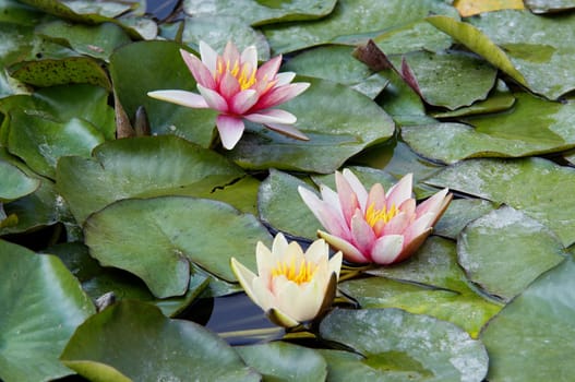 Shot of the white water lily on the water