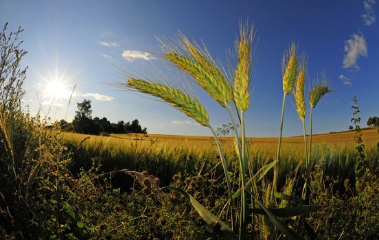 closeup of wheatplant in front of beautiful sunlit farmland