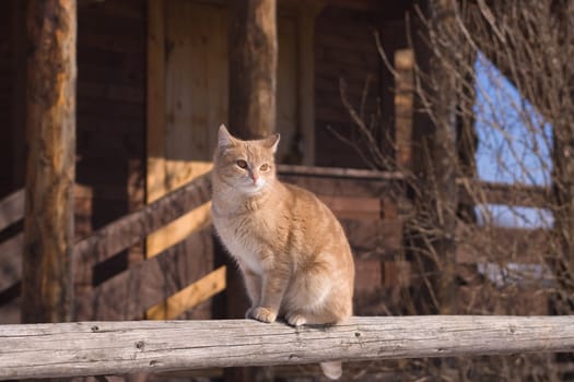 Tabby cat sitting on a porch of a country house
