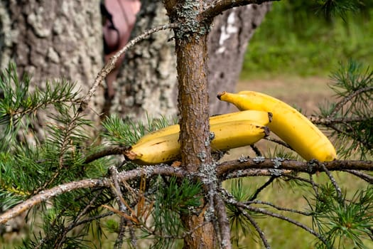 three bananas on the tree
