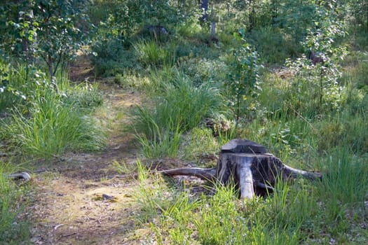 grey stump in the forest
