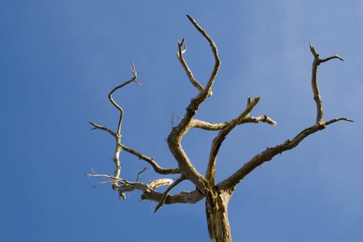 Beautiful dead tree on a deep blue sky.