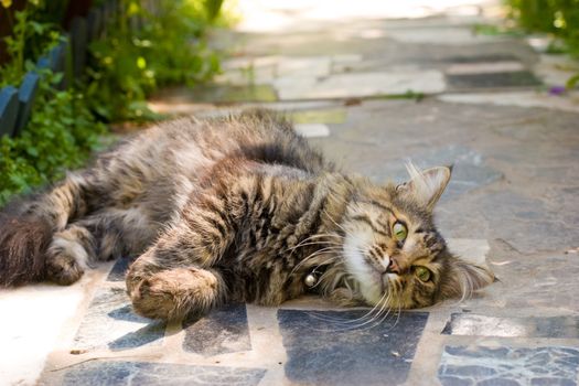 Cat lying in a summer garden