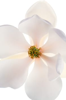 Magnolia flower on a white background. Pastel tones. Vertical shot.