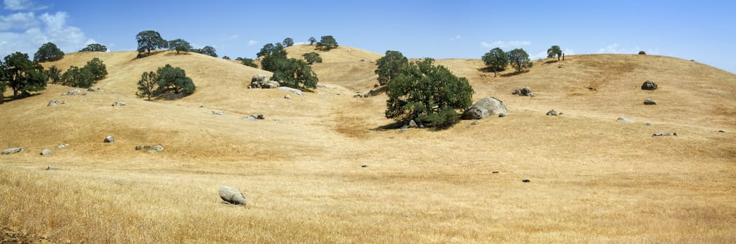 Several trees up on the hills. Panoramic shot.