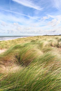 Dunes and the beach in spring