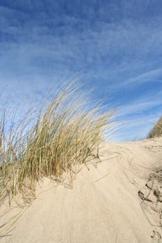 Dune grass with sky