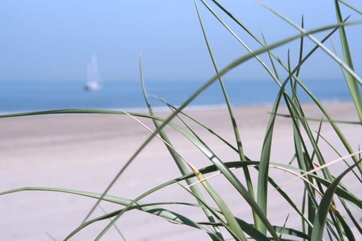 Dune grass with a sailing boat in shallow DOF