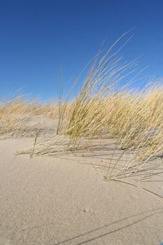 Dune grass with blue sky in Holland