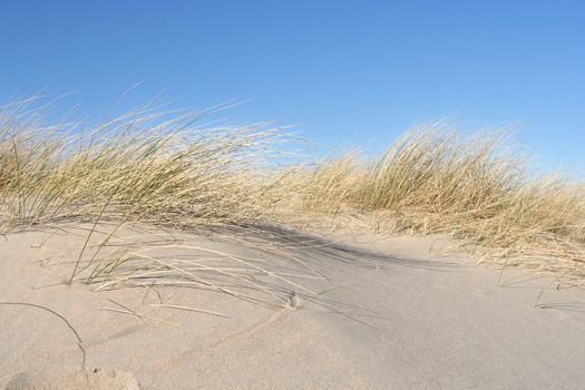 Dune grass near the beach