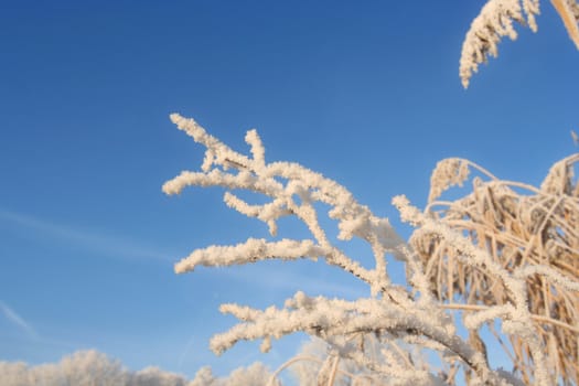 Frozen reeds against blue sky