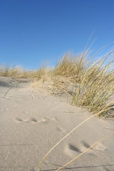 Rabbit prints in the dunes