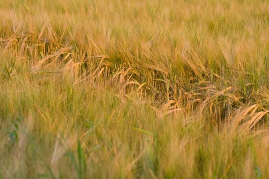 Detail of wheat field covered with gold wheat.