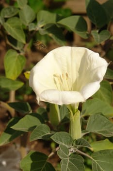 Bee and a flower